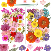 Fleurs séchées pressées mélangées, spécimens végétaux naturels plats pour résine, boucles d'oreilles, porte-clés, moules, maquillage, séances photo, salon de manucure, artisanat DIY