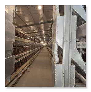 อุปกรณ์ฟาร์มสัตว์ปีกอัตโนมัติ  กรงเลี้ยงไก่ไข่แบบ H  กรงเลี้ยงไก่ไข่แบบแบตเตอรี่สำหรับอุตสาหกรรม  มีจำหน่าย - Product Image 2