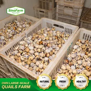 Quail Egg Fresh Table Egg Direct Eat Factory in China Boiled Packed in Brine Water