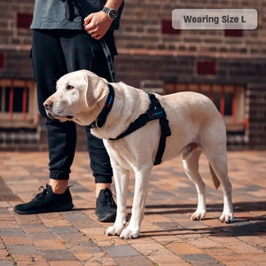 Fascio di imbracatura e guinzaglio personalizzato con Bungee guinzaglio Anti-Shock regolabile e toppa nome personalizzata <span class=keywords><strong>per</strong></span> <span class=keywords><strong>cani</strong></span> - Product Image 2