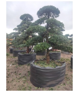 HOKBG – pot de culture robuste en plastique tissé anti-UV, 900 litres, 239 gallons, pour arbre Podocarpus Yew - Product Image 1