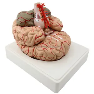 V-GF211220-2 человека в натуральную величину мозговой артерии анатомическая модель со съемной 9 частей для обучения