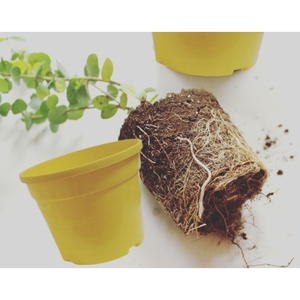 Set di 3 Vasi Moderni Smaltati Gialli per Piante da Trapianto SC ECOMMERCE, Grandi 3,5 Litri con Fori di Drenaggio per Composizioni Floreali da Esterno - Product Image 5