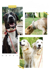 Hecho a mano Boho <span class=keywords><strong>Crochet</strong></span> Pattern Boho Macrame perro inteligente cojín cuello <span class=keywords><strong>Collar</strong></span> y correa Set con hebilla de zinc - Product Image 3