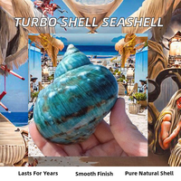 Coquille Turbo Rare Naturelle, Conque Océanique Polie, Décoration d'Intérieur, Mariage sur la Plage, Fête, Collection Nautique, Décoration Nautique