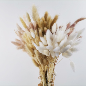 Fleur séchée naturelle <span class=keywords><strong>Lagurus</strong></span> Ovatus double couleur, nouvelle collection, pour l'été, de type Queue de Lapin, fabrication OEM - Product Image 6