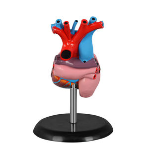 Modèle d'anatomie cardiaque humaine en PVC naturel grandeur nature pour l'enseignement des leçons d'anatomie - Product Image 3