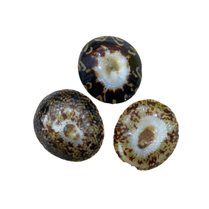 หอยทาก limpet สวยงามขนาด5ซม. ขนาด5-7ซม. มีสินค้าในสต็อกเปลือกงานฝีมือสำหรับงานเทศกาล - Product Image 2