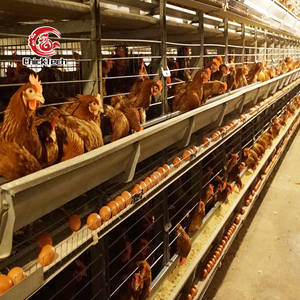 กรงเลี้ยงไก่ไข่แบบอัตโนมัติ 3-6 ชั้น แบบ H สำหรับฟาร์มสัตว์ปีก - Product Image 6