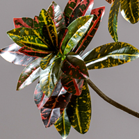Petit arbre artificiel en pot en PE, imitation Codiaeum Variegatum, pour décoration intérieure, branche verte en plastique