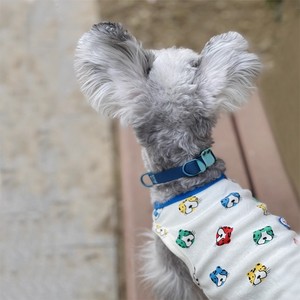 Collier réglable en PVC pour chiens Teddy de taille moyenne, couleur unie, toutes saisons - Product Image 1
