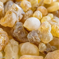 Encens naturel à base d'herbe de frankincense, Boswellia serrata pur séché pour les pratiques traditionnelles, les remèdes à base de plantes, l'aromathérapie