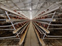 Cages à Poulets Automatiques pour Poules Pondeuses en Batterie Type A avec Manivelle de Nettoyage des Déjections pour Ferme Avicole en Vente