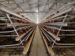 กรงเลี้ยงไก่ไข่แบบอัตโนมัติ ระบบป้อนอาหารอัตโนมัติ สำหรับฟาร์มไก่ไข่ แบบกรงแบตเตอรี่  ชนิด A พร้อมระบบทำความสะอาดมูลไก่แบบหมุนมือ  มีจำหน่าย - Product Image 2