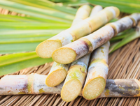 Bulk Sypply Frozen Sugarcane Sugar Cane Stalk and Juice Block High Quality Bag Packing SugarCane