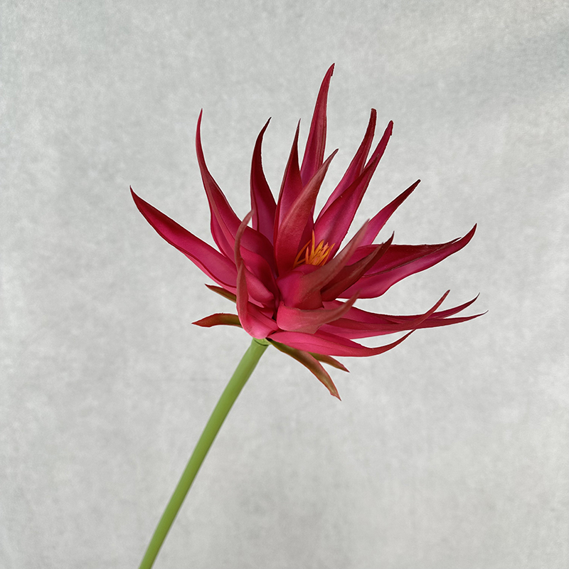 Rose garance