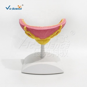 Modèle de section transversale de la vessie et de la prostate pour l'enseignement en <span class=keywords><strong>urologie</strong></span> des écoles de médecine et la formation clinique CE/ISO/ROHS/CNAS - Product Image 6