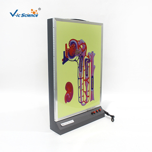 Modèle anatomique dynamique de la formation de l'urine - Sciences médicales en plastique PVC - Product Image 4