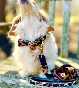 Lindo Lazo para Perro Personalizado Hecho a Mano con Remaches de Poliéster/Nylon, Regalos de Alta Calidad para Cachorros - Product Image 4