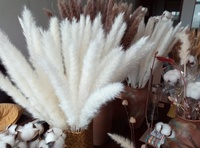 30 tiges de pampas naturelles séchées et moelleuses, décoration de mariage, fleur artificielle, pampasgras blanc, pampas séché, petit pampas