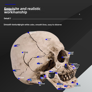 Modello Didattico Medico con Mascella Staccabile, Cranio in Resina per Educazione Artistica e Anatomica - Product Image 5
