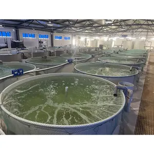 Ensemble complet d'équipement de conception de système d'aquaculture de recirculation de pisciculture de ras d'intérieur en gros pour frais