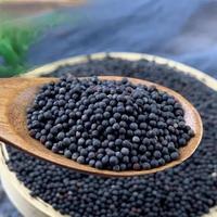 Produits à base de plantes chinoises Wang Bu Liu Xing : Graines noires de Vaccaria de haute qualité, aliments santé, épices diététiques, herbes et épices très demandées