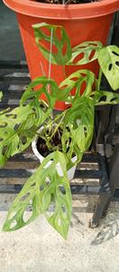 ราฟิโดฟอรา เตตรัสเปอร์มา พรีเมียม: ผู้จัดจำหน่ายต้นมอนสเตอร่าขนาดเล็ก ปลูกง่าย โตเร็ว สำหรับปลูกแบบเลื้อยในพื้นที่เขตร้อน - Product Image 2