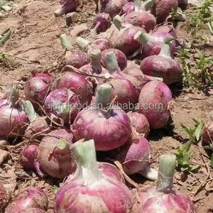 פרימיום איכות טרי אדום בצל בתפזורת יבול חדש מצרים בצל אדום טרי מחיר טוב בצל אדום טבעי בריא סיטונאי