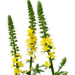 Extracto <span class=keywords><strong>de</strong></span> <span class=keywords><strong>Agrimonia</strong></span> en Polvo Concentrado Soluble Orgánico Natural <span class=keywords><strong>de</strong></span> Alta Calidad, Polvo <span class=keywords><strong>de</strong></span> <span class=keywords><strong>Agrimonia</strong></span> Hairyvein <span class=keywords><strong>de</strong></span> Grado Alimenticio - Product Image 2