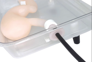 แบบจำลองการฝึกผ่าตัดทางนรีเวชวิทยาสำหรับการสอนการจำลองการผ่าตัดกระเพาะอาหารระดับสูง ขนาดเท่าคนจริง 1:1 - Product Image 3