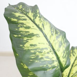 常緑観賞用樹木人工植物の屋内タイプ - Product Image 2