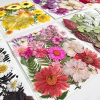 ZS038 Vente en Gros Plantes Naturelles Déshydratées DIY 25 Pièces Fleurs Séchées Pressées pour Résine Cadeaux de Festival Décoration