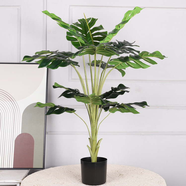 Monstera deliciosa de 15 hojas y 100 cm