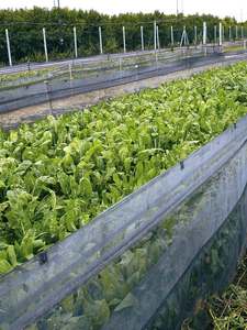 Malla para Granjas de Caracoles <span class=keywords><strong>Suntex</strong></span> HDPE Virgen con Protección UV, Malla de Barrera para Caracoles Negra de 90 g/m² para Cercas de Granjas de Caracoles - Product Image 6