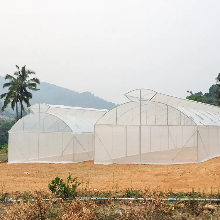 Verzinkte Stahlrohr struktur Kunststoff folien abdeckung Single Span Umbrella Roof Vent Greenhouse