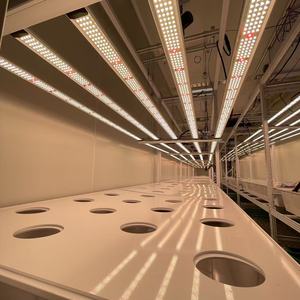 Ferme hydroponique clé en main dans un conteneur 40HQ pour les légumes-feuilles et le <span class=keywords><strong>basilic</strong></span> - Product Image 4