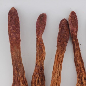 Fabriek Directe Verkoop Suo Yang Mannen Natuurlijke Premium Droge Hele Cynomorium Songaricum Schimmel Kruid - Product Image 5