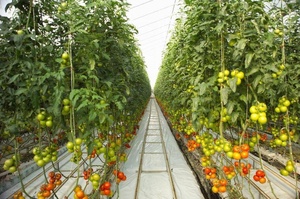 Offre Spéciale Légumes Fruits Fleurs Fraise Structure Stable Pc Feuille <span class=keywords><strong>Culture</strong></span> Hors Sol - Product Image 2