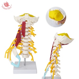 Model tulang belakang serviks manusia FRT040 dengan otot, syaraf, corong, pengajaran obat tulang belakang, dan Model tulang yang dapat dilepas - Product Image 2