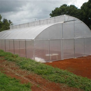 Tropical Tunnel <strong>Plastic</strong> <strong>Greenhouse</strong> With Roof Vents - Product Image 3