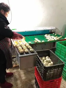 बिक्री के लिए स्वचालित अंडा छँटाई मशीन अंडा ग्रेडर और पैकिंग मशीन