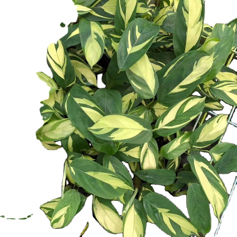 Культура тканей растений рассады Золотой маранты