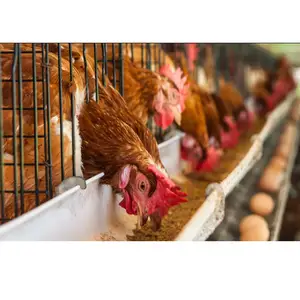 Automatic Water System Hot Galvanized Poultry Layer Chicken Cages For Africa Farm Breeding