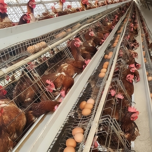 A Frame Small Order 4 Layers 160 <strong>Birds</strong> Chicken <strong>Cage</strong> - Product Image 1