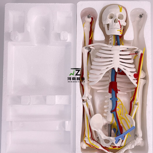 Maniquí de PVC de Alta Calidad, Tamaño Real, con Huesos Humanos y Sistema Cardiovascular, Modelo de Entrenamiento Médico Avanzado - Product Image 5