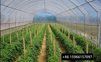 Serre tunnel agricole simple travée en film PE pour petites exploitations commerciales en zone tropicale