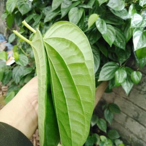 {HOT-SALE} -BETEL FRAIS DE HAUTE QUALITÉ ET DE HAUT NIVEAU/BON PRIX À VENDRE/EXPORTATION DU VIET NAM/100% NATUREL - Product Image 2
