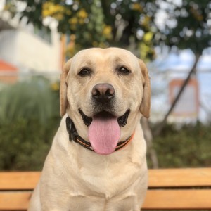 Truelove Nieuwe Aanwinst Bestseller Producten Ademend Hondenhalsband Nylon Reflecterende Hondenhalsband en Rijgset Luxe Accessoires - Product Image 5