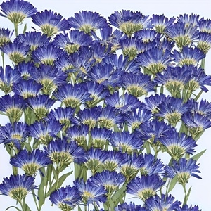 12 pezzi stile Boho pressato margherite <span class=keywords><strong>viola</strong></span> con fiore di ramo per arte artigianato telefono Case decalcomanie cornice foto decorazione segnalibri - Product Image 6